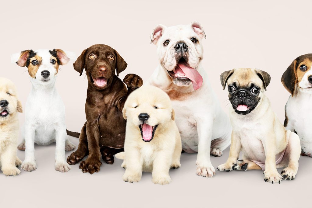 Exploring the Diversity of Dog Breeds: Unique Characteristics and Traits