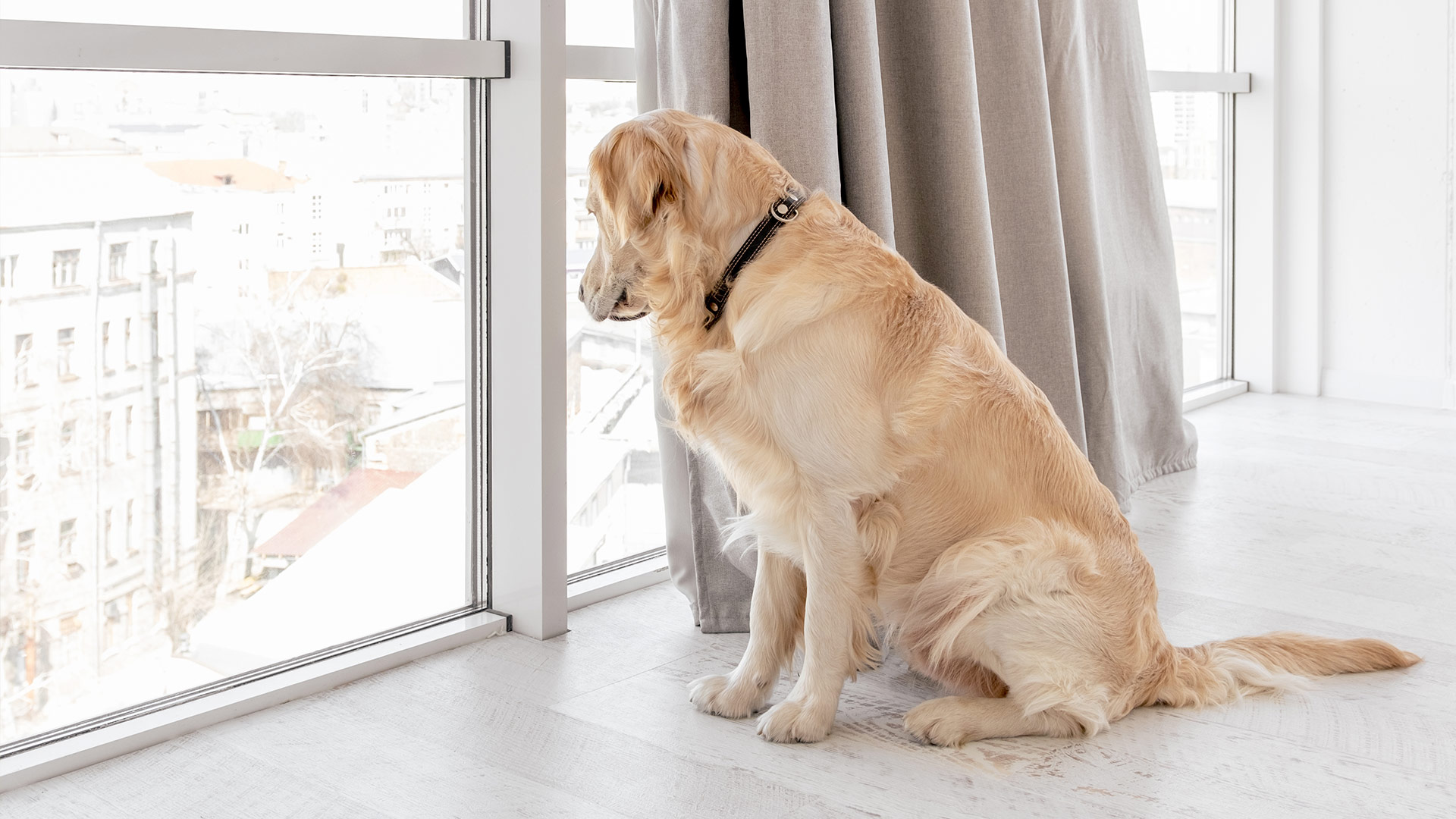 Dogs and Time: How They Sense Their Owners’ Arrival