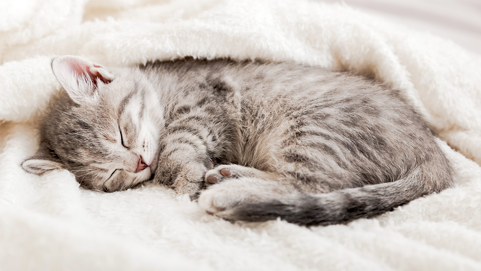 Exploring Cat Sleeping Patterns Secrets: Understanding Crepuscular Behavior